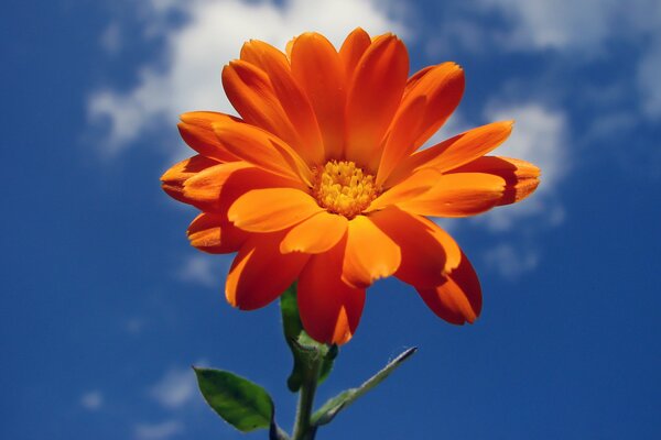 Orange Blume und Himmel