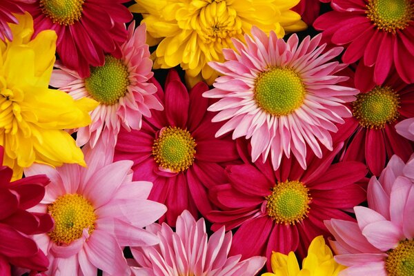 Bouquet de chrysanthèmes colorés lumineux