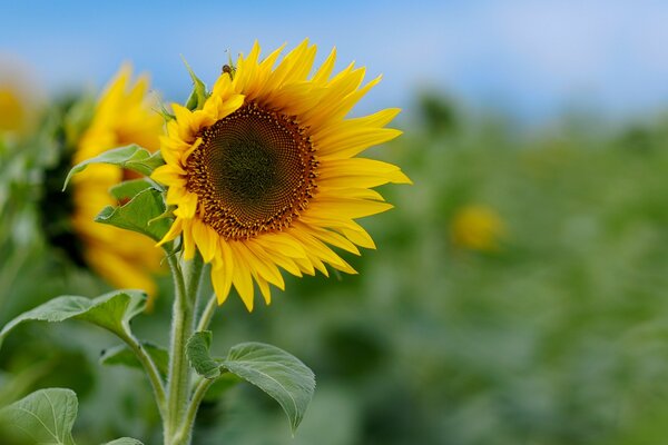 Grünes Feld mit heller Sonnenblume