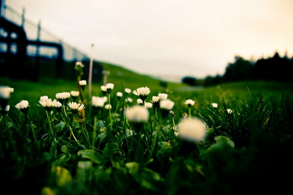 Weiße Blumen auf dem Rasen