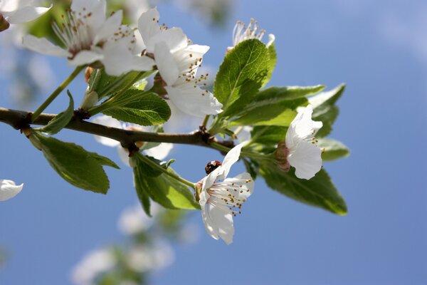 A branch of cherry blossoms against the sky