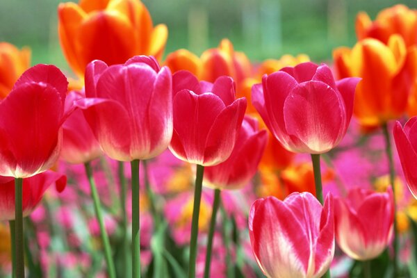 Colorful blooming tulips in spring