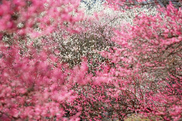 Japanische Sakura in voller Blüte