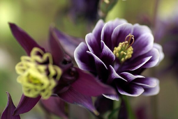 Beautiful flower with purple petals