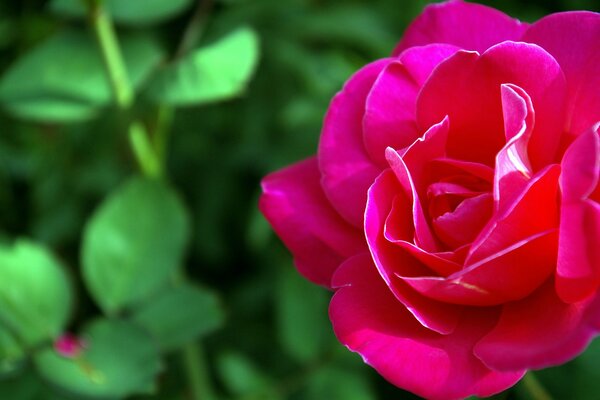 Nahaufnahme einer Rose auf einem Naturhintergrund