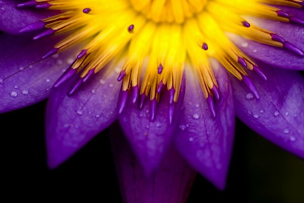 Photographie macro d une fleur jaune-violet inhabituelle