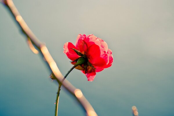 Bella rosa rossa solitaria