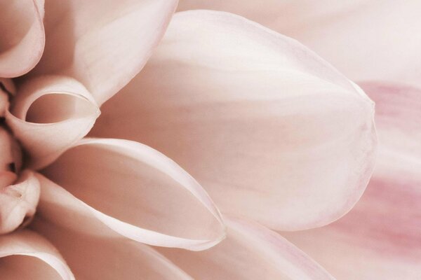 Zarte beige-rosa Blütenblätter Makrobild