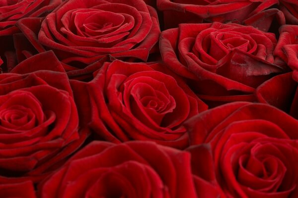 Background of large red roses