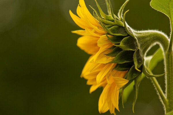 Yellow sunflowers in macro photography