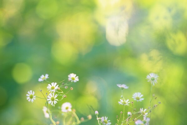 Daisies and flowers adorn nature