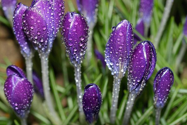 Lilac flowers in dew drops