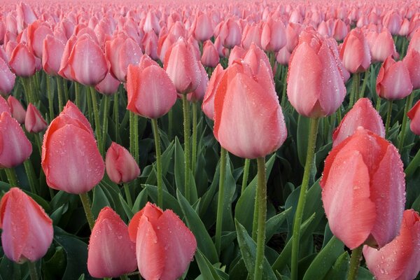 A field of pink tulips after the rain
