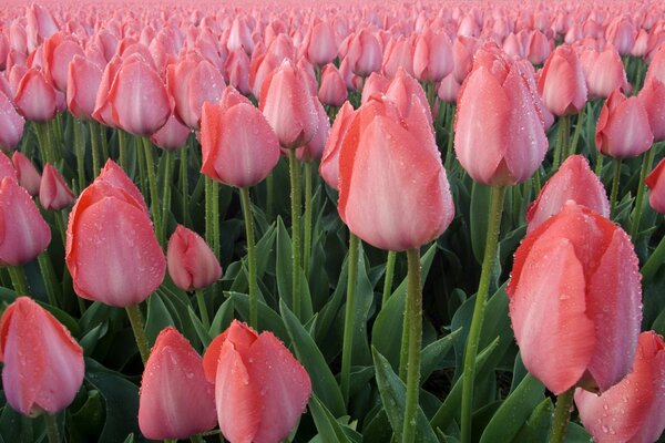 Campo di tulipani rosa dopo la pioggia