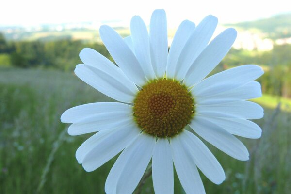 Big daisy in a green field