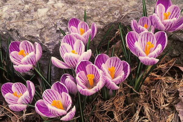 Spring primroses. Pink crocuses