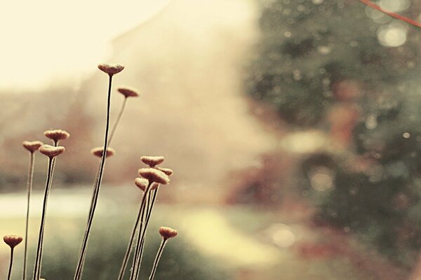 Delicate flowers in macro photography