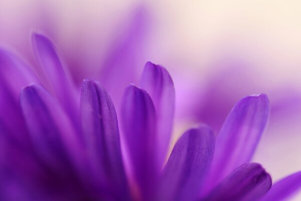 La fleur pourpre s étend vers le soleil