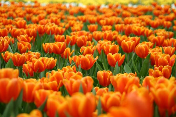 Champs de tulipes en Hollande