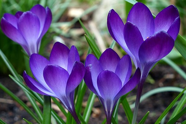 Flores moradas vivas y hierba