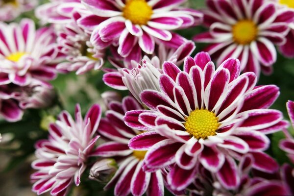 Fleurs violet jaune sur le terrain