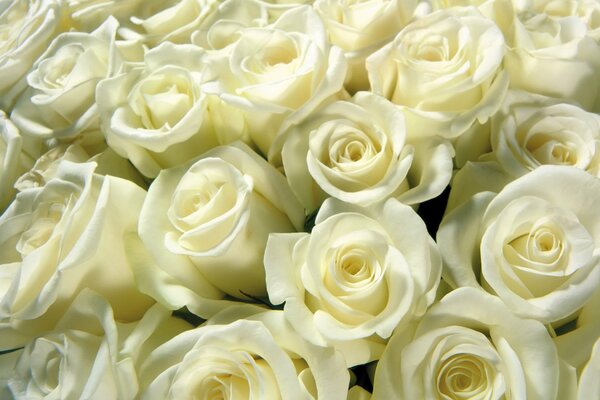 Bukiet białych delikatnych róż