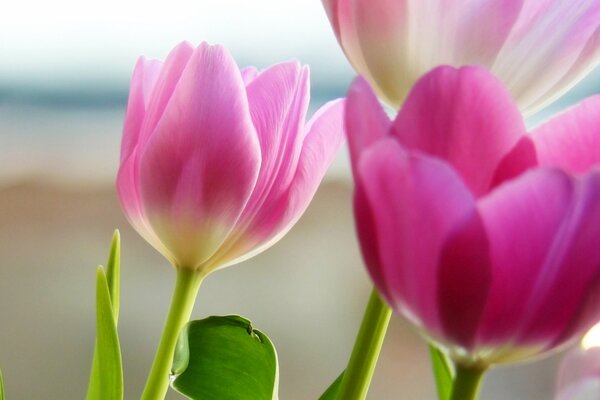 Tulipes rose gros plan