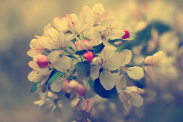 Fotobearbeitung. Apfelblüten in Makroaufnahmen