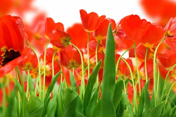 Tulipanes rojos en los campos