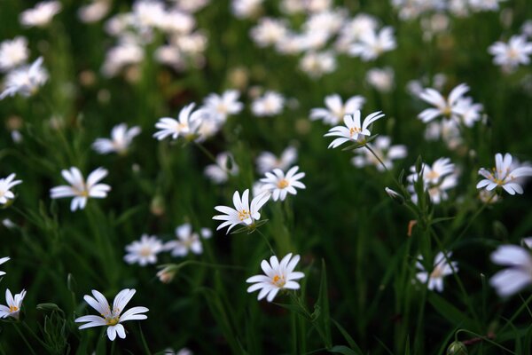 Beautiful chamomile field in summer