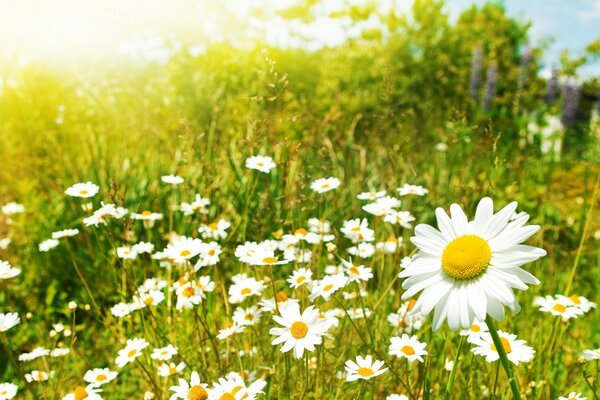 Photo of the field of daisies macro