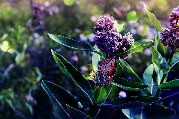 An incredible combination of a butterfly on a siren