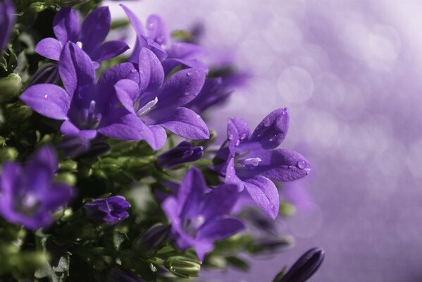 Lilac bells with morning dew