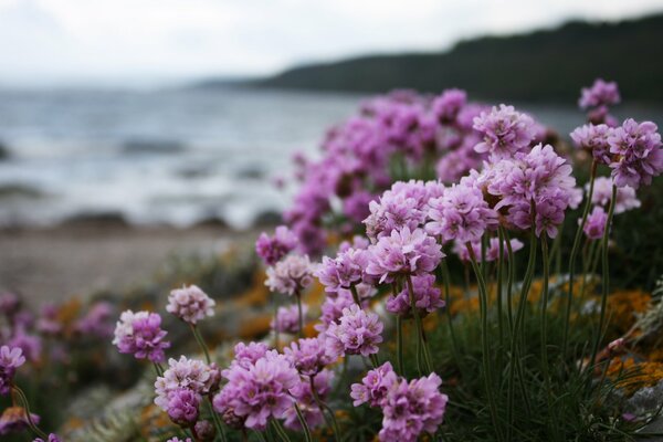 Pink flowers bloomed on the seashore