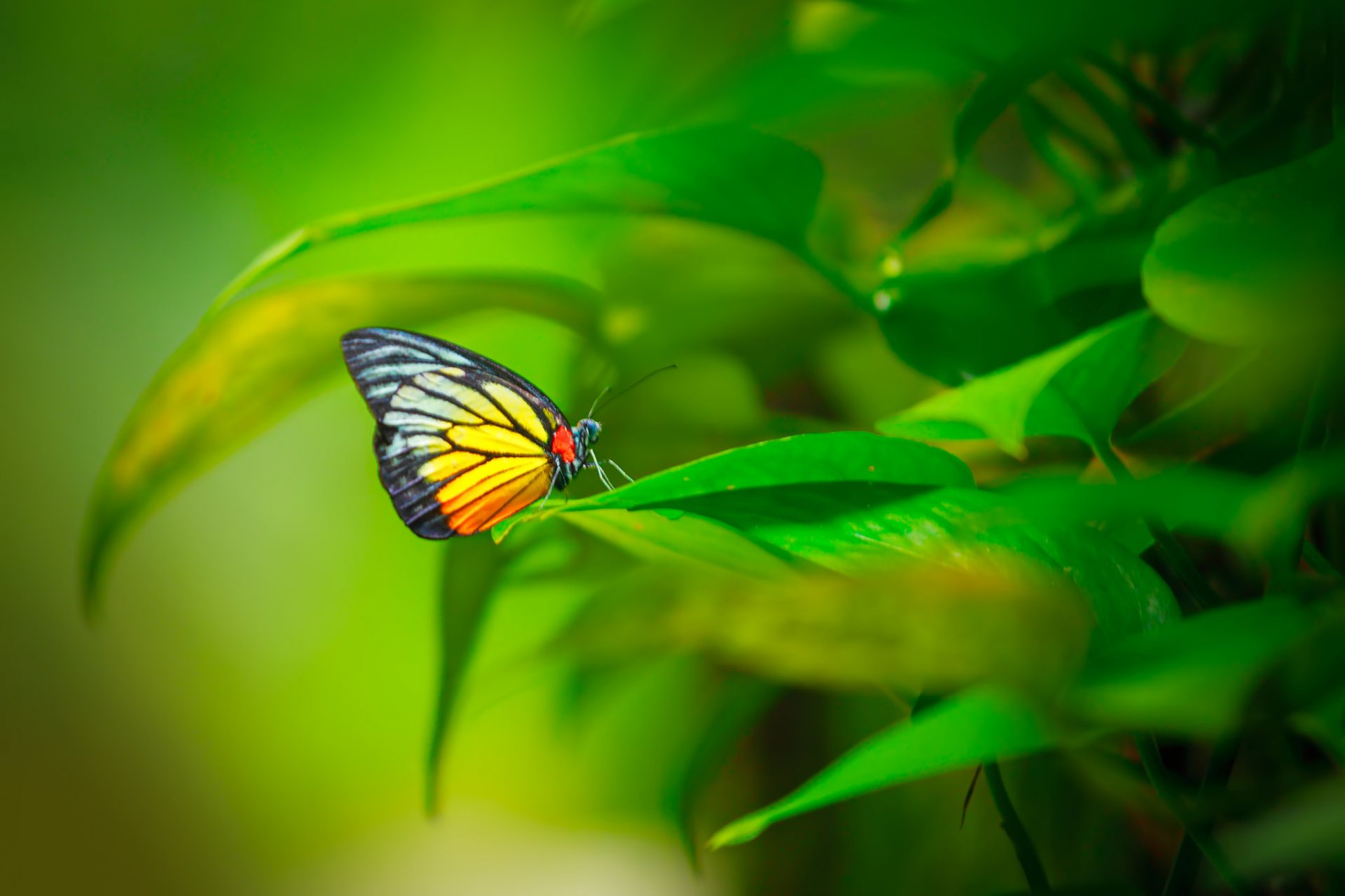 insecte papillon ailes modèle plante feuilles