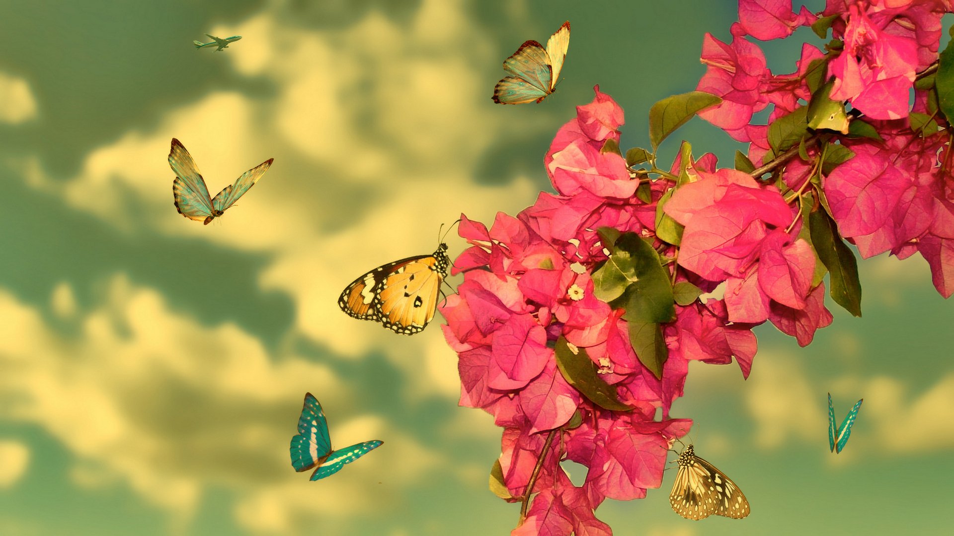 fleurs papillon rouge