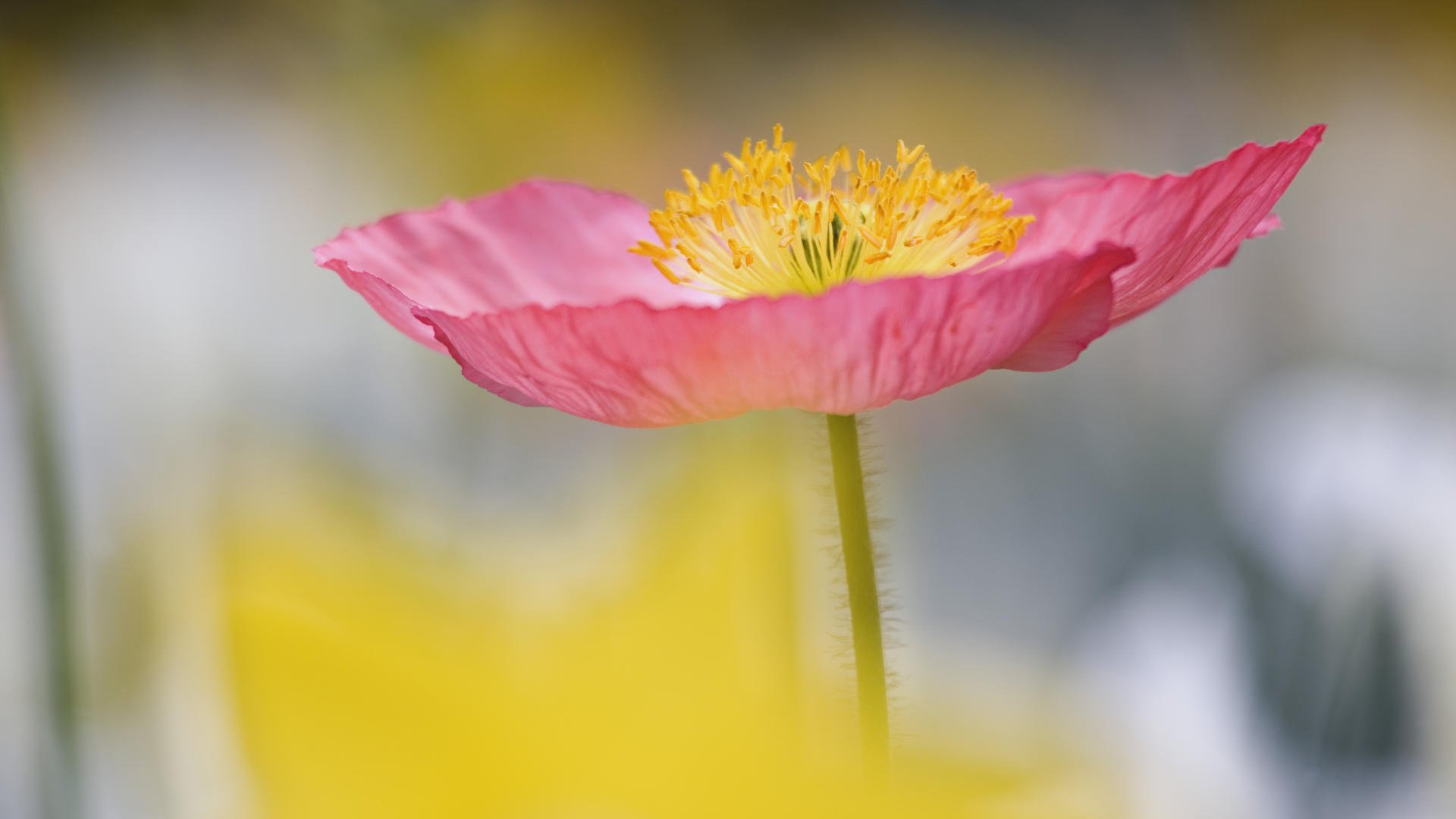 flower the stem petals wallpaper stamen