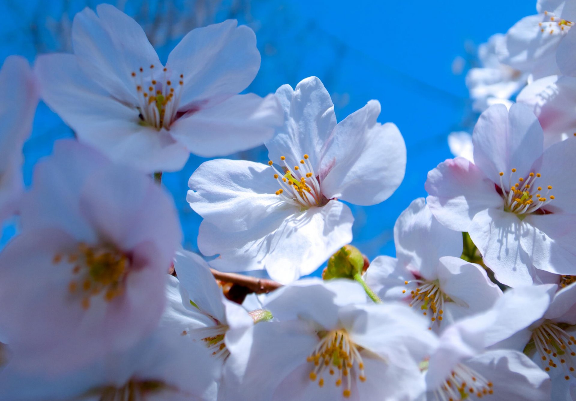 fleurs printemps pétales jardin