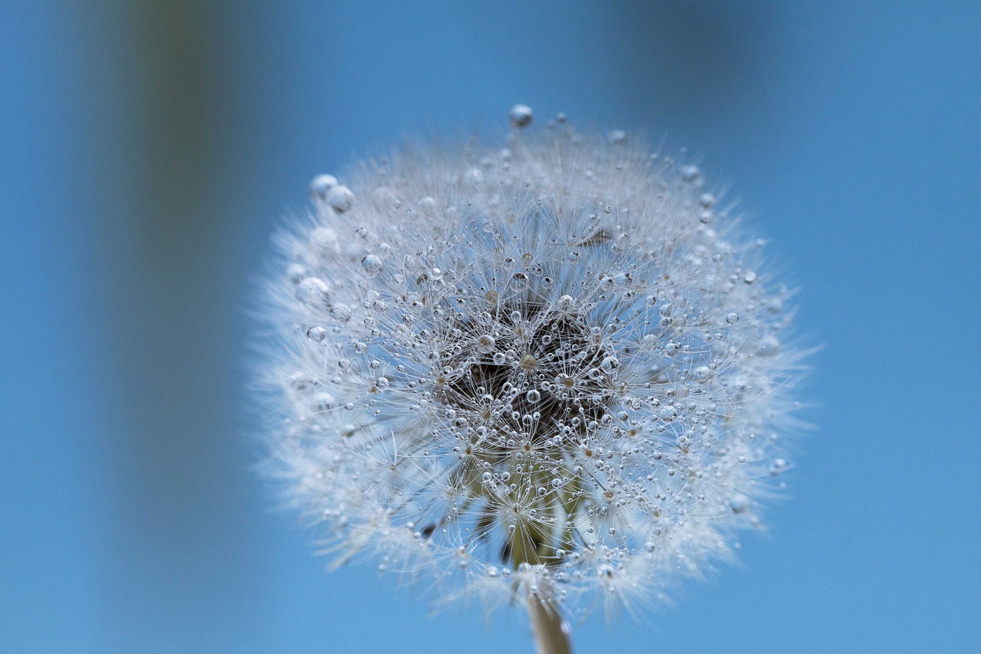 dandelion blades of grass drops rosa water