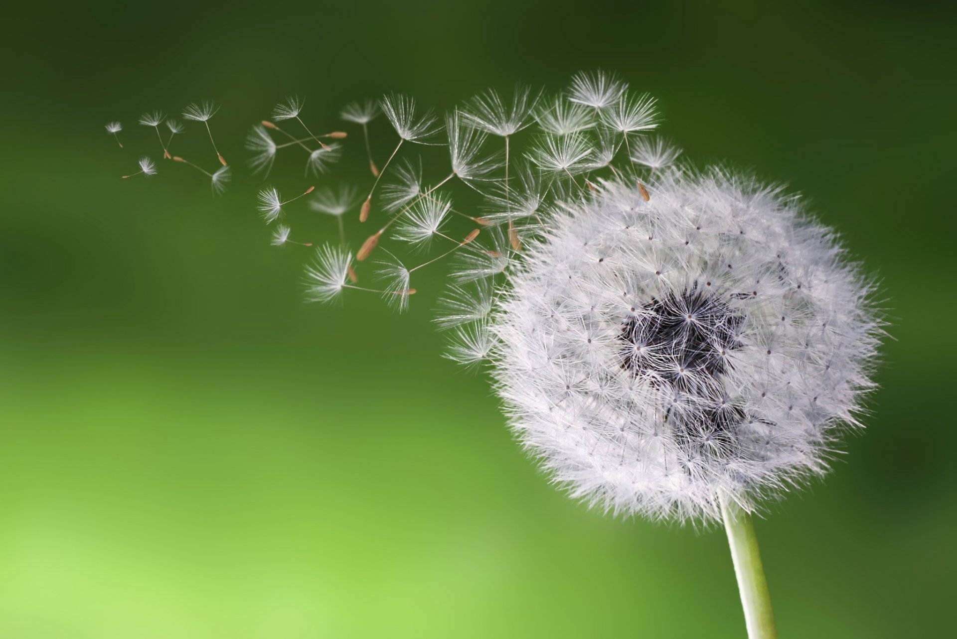 dandelion close up seeds plant