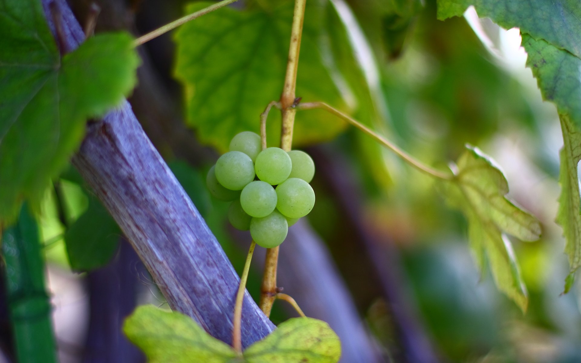 winogrona winorośl liście jesień makro gałąź krzew zielony natura