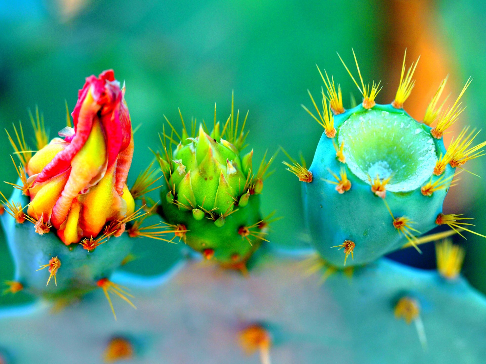 kaktus blume blütenblätter natur pflanze