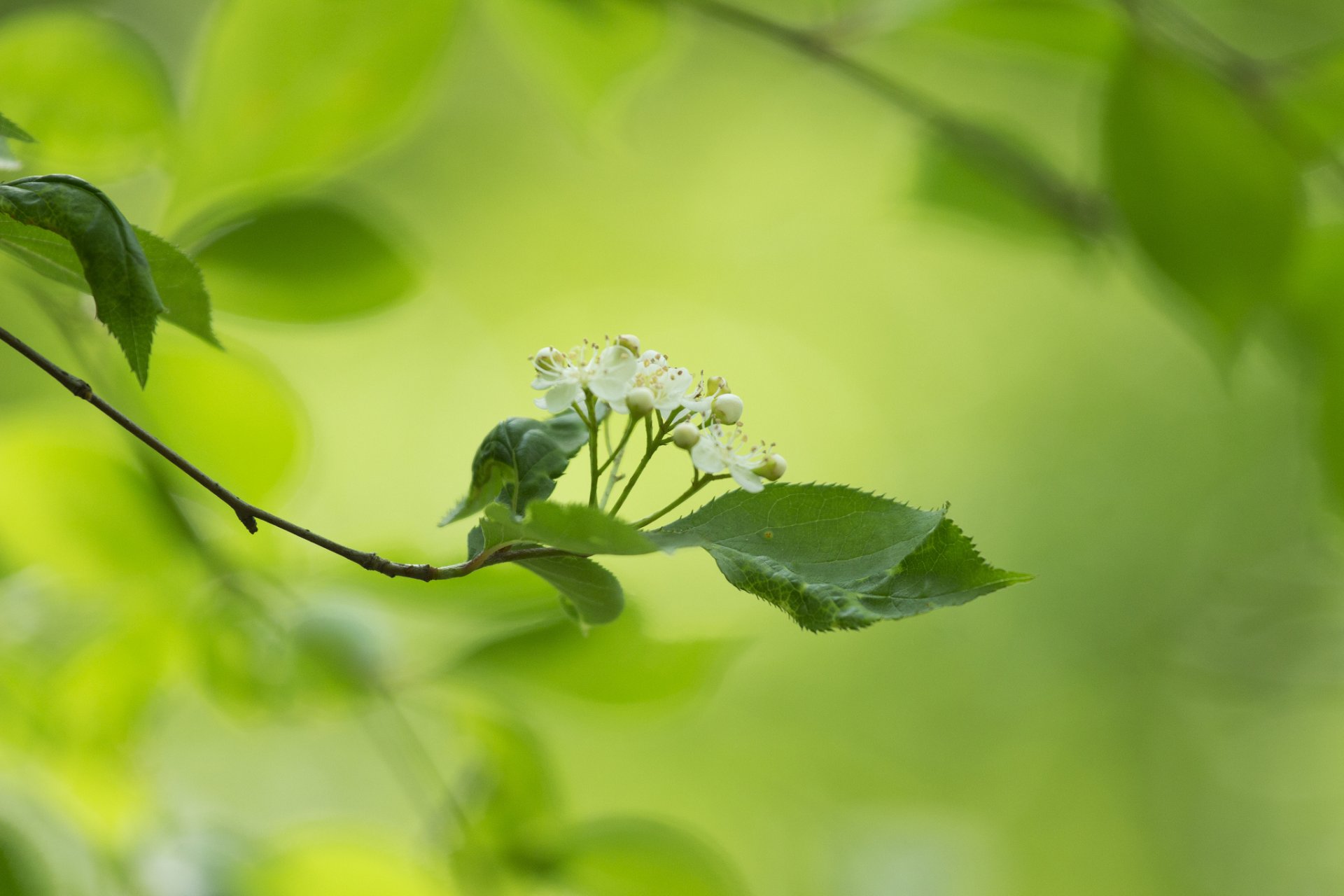 branch leaves flower white background