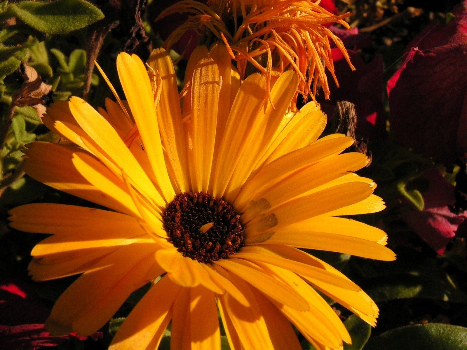 nature flower yellow