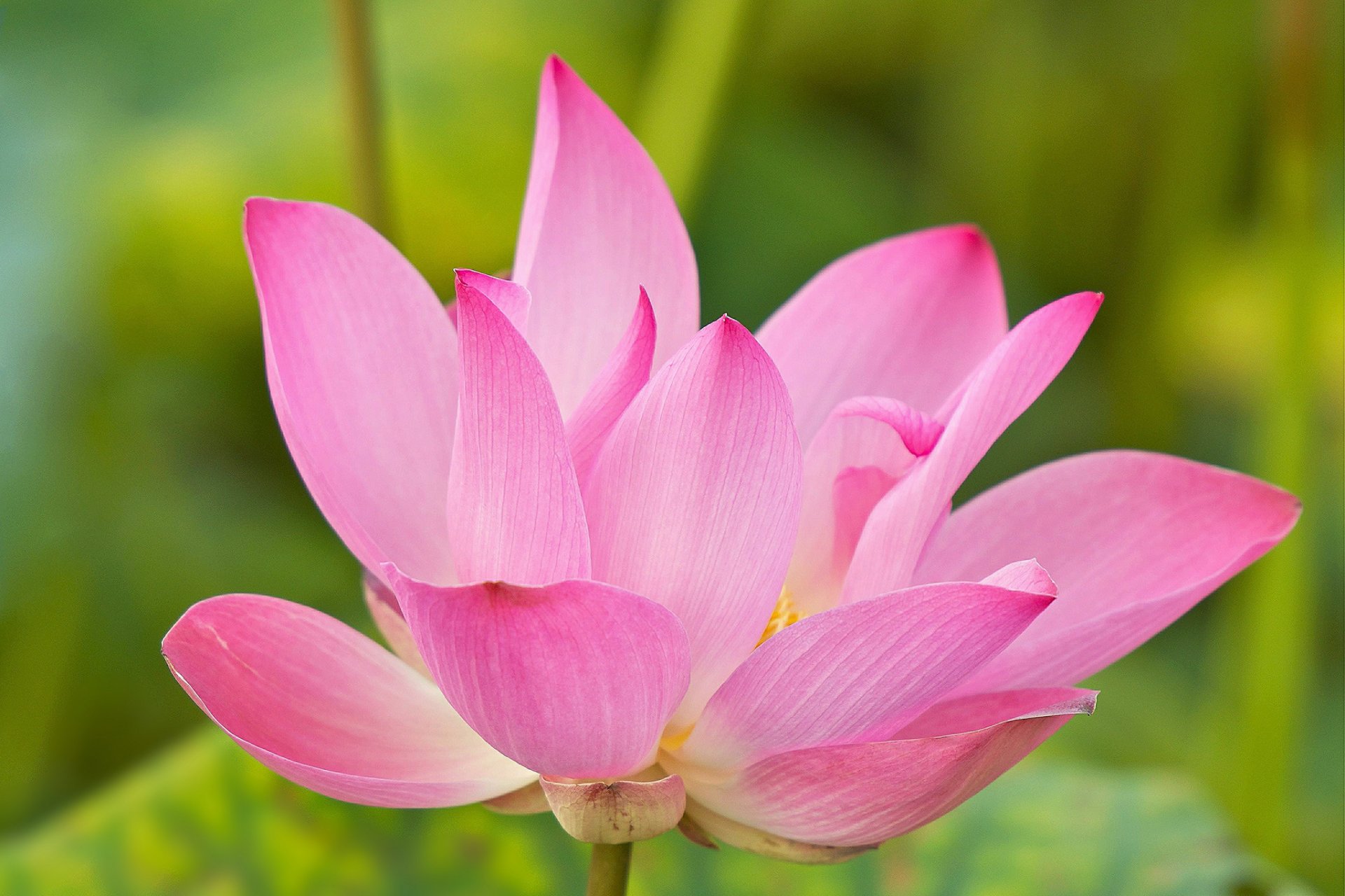 lotus flower petals water