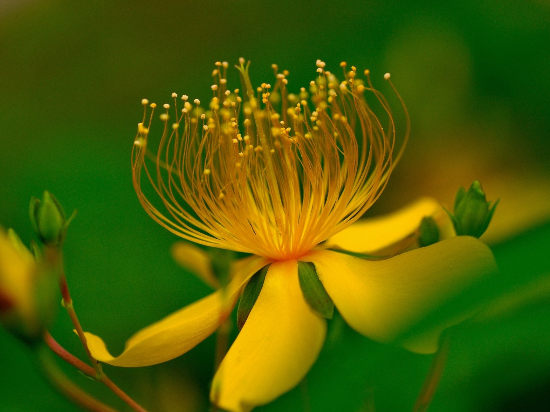 makro blume gelb blätter grüner hintergrund