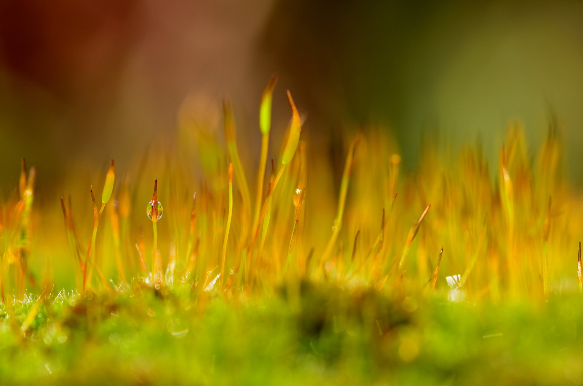 moss plant drops rosa close up nature