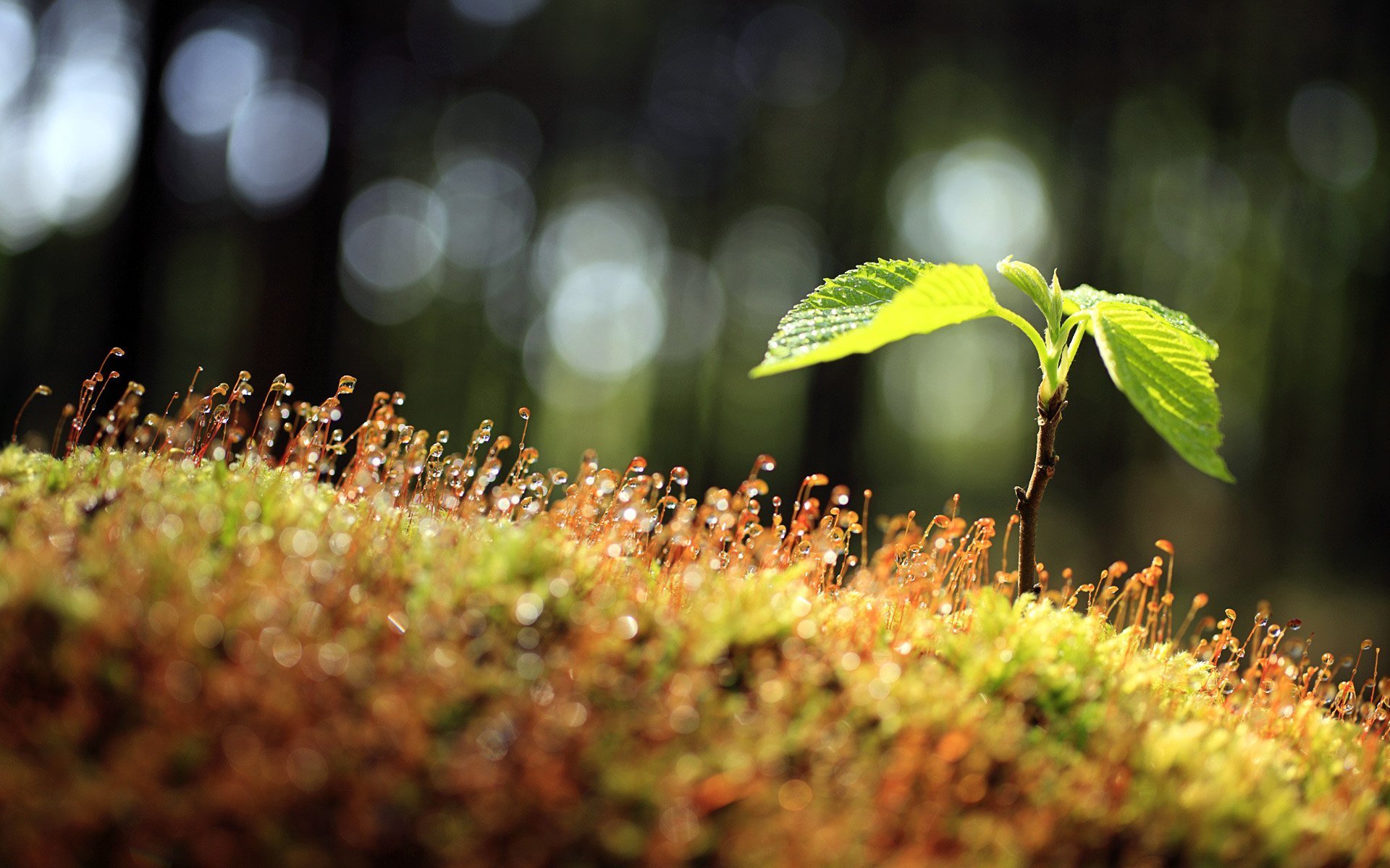 natur blätter sprossen tropfen tau makro