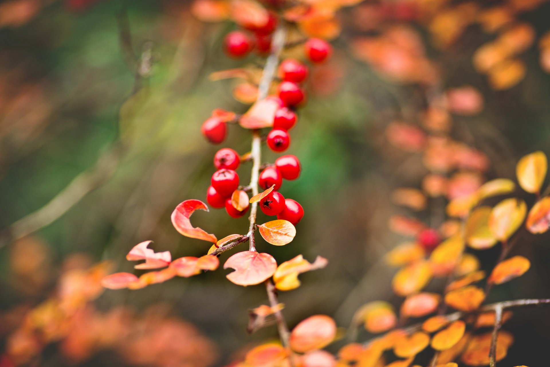 bacche rosso ramo grappolo foglie giallo autunno macro bokeh