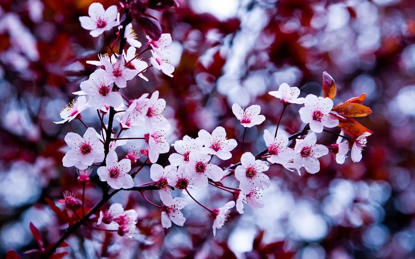 macro fleur macro cerise